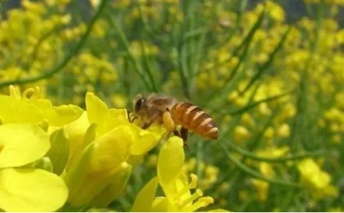 植物流蜜需要什么條件（植物泌蜜條件及溫度）