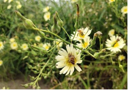 植物流蜜需要什么條件（植物泌蜜條件及溫度）