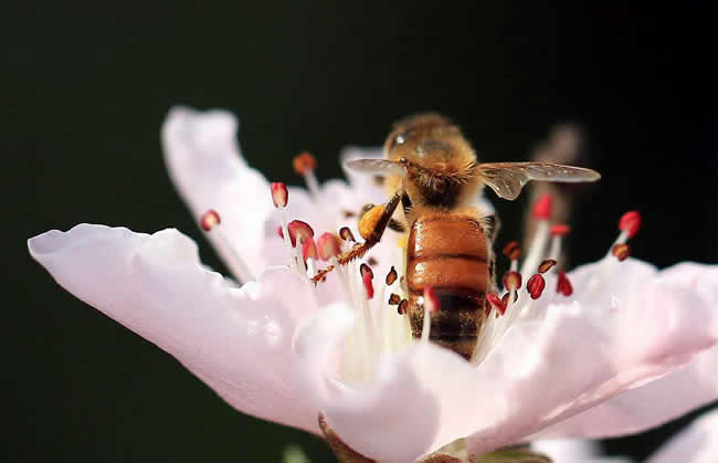 什么是蜂群崩壞癥候群？