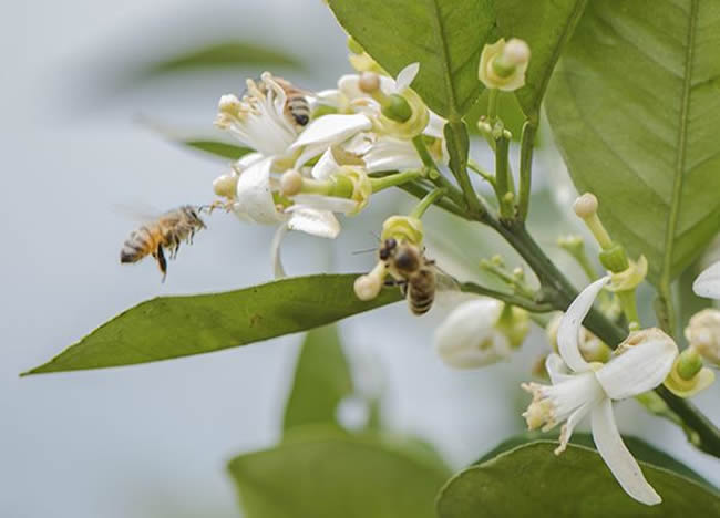 什么是蜂群崩壞癥候群？