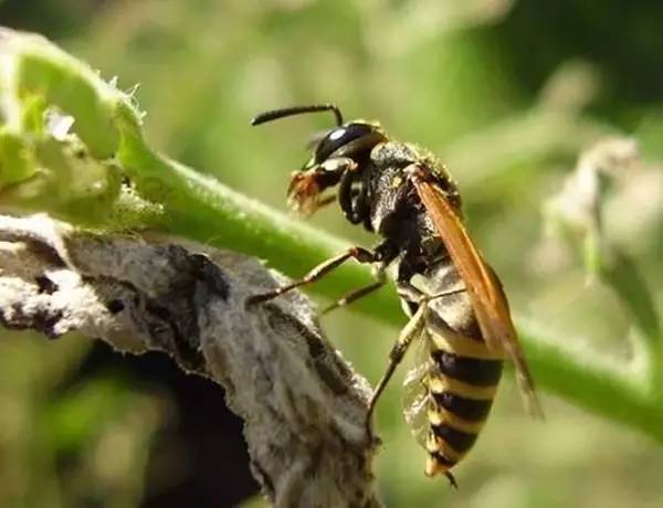 新型泡沫蜂箱售價是多少(泡沫塑料蜂箱的制作和試用) 新型泡沫蜂箱售價是多少(泡沫塑料蜂箱的制作和試用)