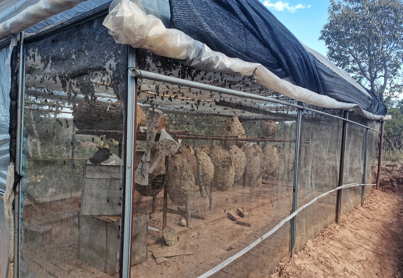 馬蜂人工飼養技術（馬蜂的養殖方法）