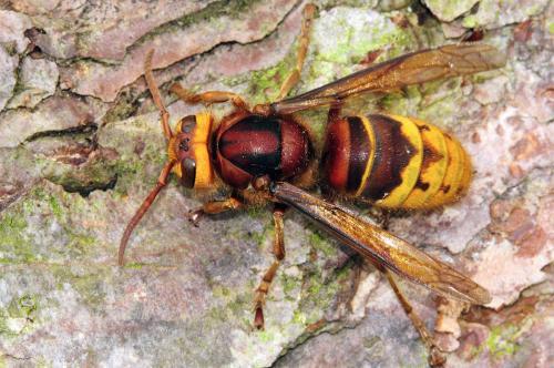 馬蜂人工飼養技術（馬蜂的養殖方法）
