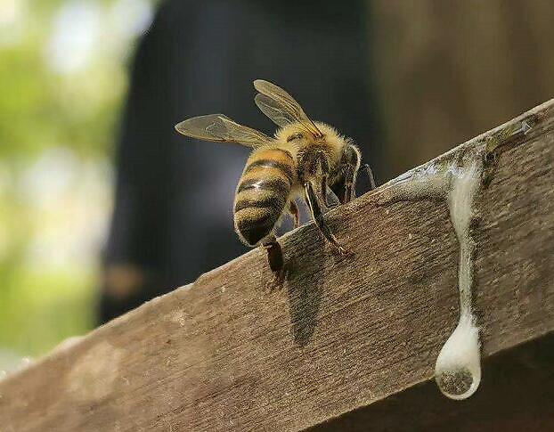 未成熟的蜂蜜對(duì)身體有什么危害(不成熟的蜂蜜好嗎) 未成熟的蜂蜜對(duì)身體有什么危害(不成熟的蜂蜜好嗎)
