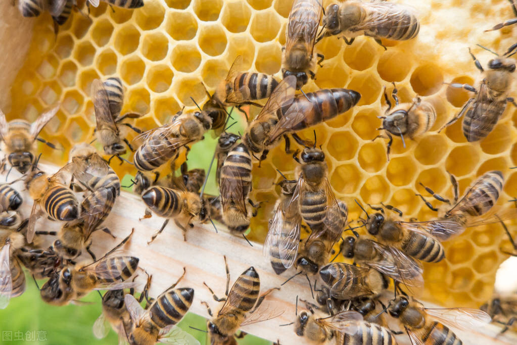 新手養(yǎng)蜂入門蜂王怎么放(新蜂王怎樣放進(jìn)蜂箱) 新手養(yǎng)蜂入門蜂王怎么放(新蜂王怎樣放進(jìn)蜂箱)