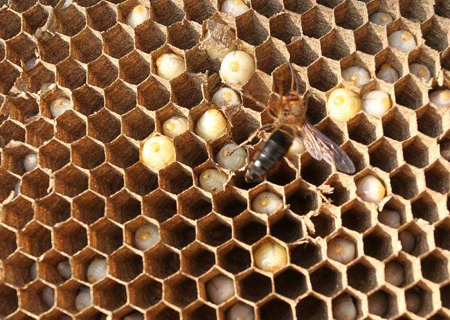 中國大虎頭蜂吃什么食物（中國大虎頭蜂生活區域）