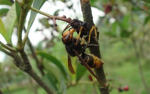 中國大虎頭蜂吃什么食物（中國大虎頭蜂生活區域）