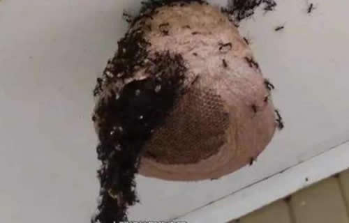 晚上捅馬蜂窩安全嗎?(取馬蜂窩的最佳時(shí)機(jī),晚上捅還是白天捅好) 晚上捅馬蜂窩安全嗎?(取馬蜂窩的最佳時(shí)機(jī),晚上捅還是白天捅好)