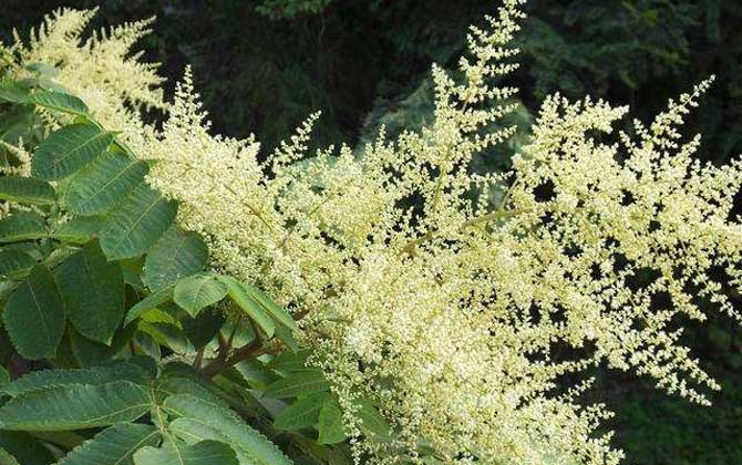 海南有五倍子花嗎（五倍子什么時(shí)候開(kāi)花）