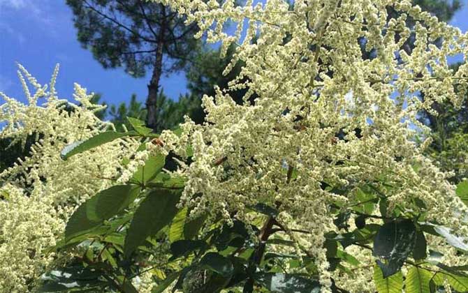 海南有五倍子花嗎（五倍子什么時(shí)候開(kāi)花）
