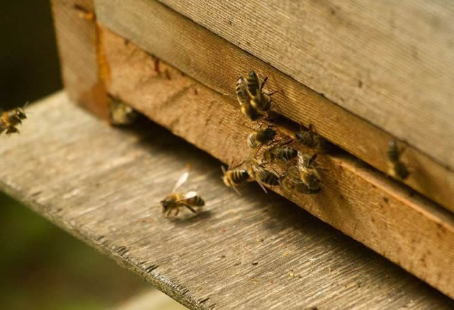 防逃片為什么關(guān)不住蜂王？