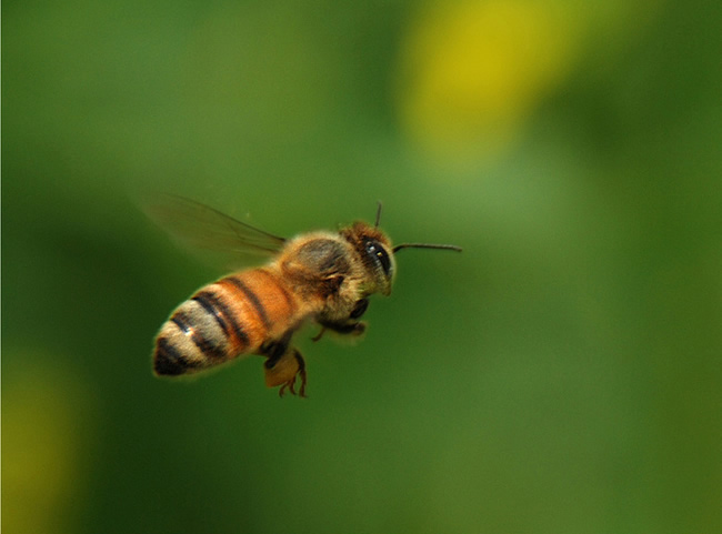 防逃片為什么關(guān)不住蜂王？