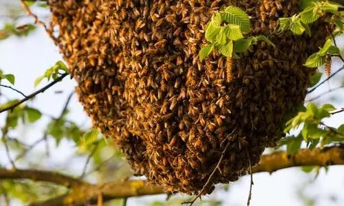 換新王后會分蜂嗎(蜜蜂新王出來幾天分蜂) 換新王后會分蜂嗎(蜜蜂新王出來幾天分蜂)