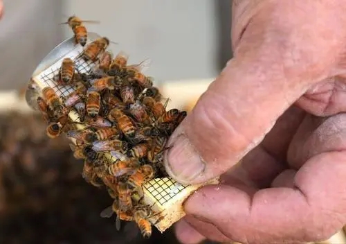 換新王后會分蜂嗎(蜜蜂新王出來幾天分蜂) 換新王后會分蜂嗎(蜜蜂新王出來幾天分蜂)