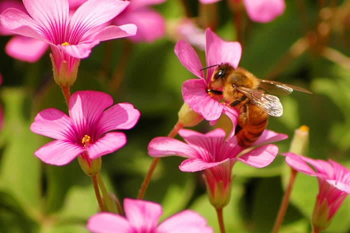 如何控制自然分蜂？