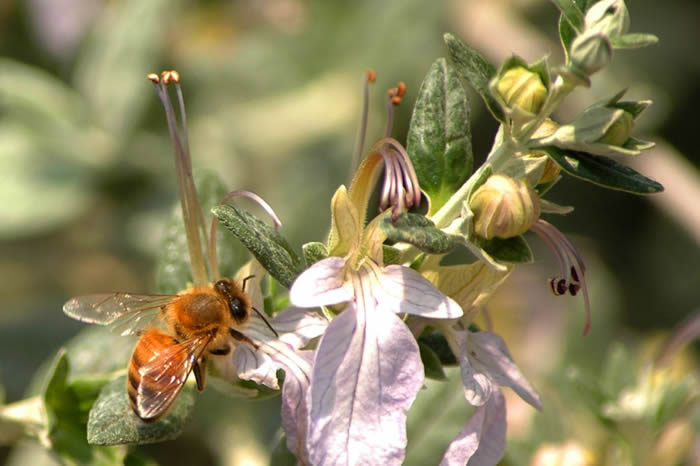 如何控制自然分蜂？