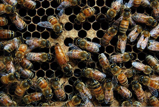 黑蜂蜜價格多少錢一斤(新疆云南黑蜂蜂蜜市場價格) 黑蜂蜜價格多少錢一斤(新疆云南黑蜂蜂蜜市場價格)