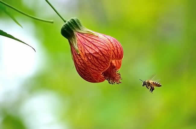 中蜂什么時候開始秋繁? 中蜂什么時候開始秋繁?
