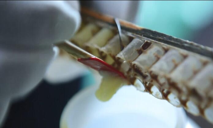 蜂王漿的味道怎么那么難吃(蜂王漿味道特難吃是不是壞了) 蜂王漿的味道怎么那么難吃(蜂王漿味道特難吃是不是壞了)