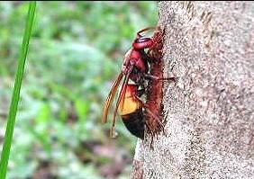 中國大虎頭蜂一般筑巢在哪里（大虎頭蜂怎么挑選地方筑巢）