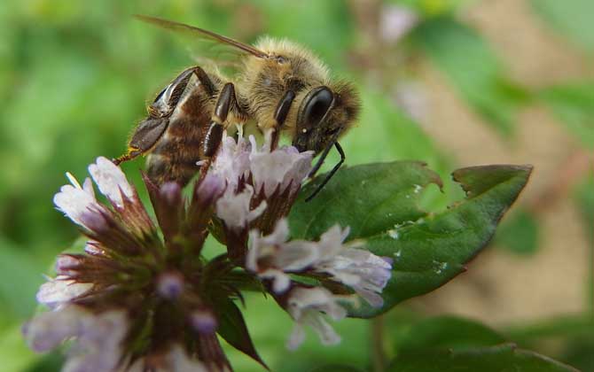 蜜蜂采蜜是什么工蜂(工蜂的形態(tài)特征) 蜜蜂采蜜是什么工蜂(工蜂的形態(tài)特征)