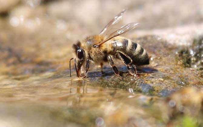 蜜蜂采蜜是什么工蜂(工蜂的形態(tài)特征) 蜜蜂采蜜是什么工蜂(工蜂的形態(tài)特征)