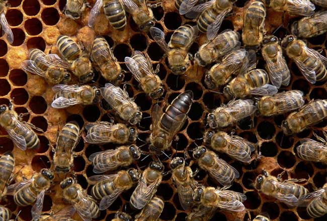 東北黑蜂王多少錢一只(東北黑蜂蜂群出售價格) 東北黑蜂王多少錢一只(東北黑蜂蜂群出售價格)