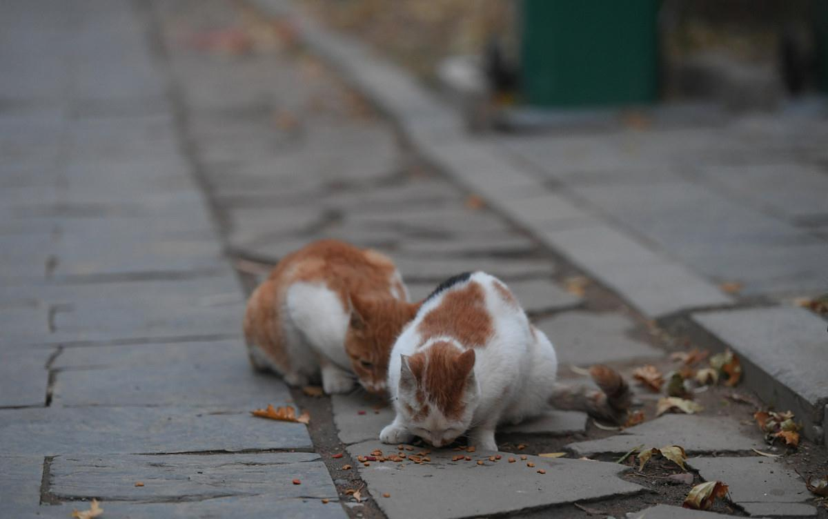 貓在發情期時，為什么會發出嚎叫聲？