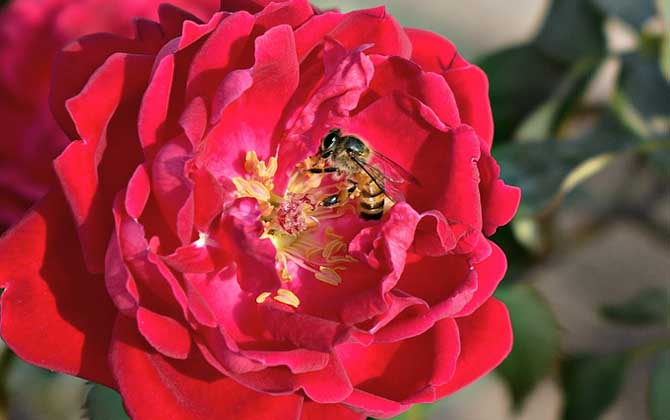 東北黑蜂可以定點養(yǎng)嗎（東北黑蜂養(yǎng)殖技術(shù)）