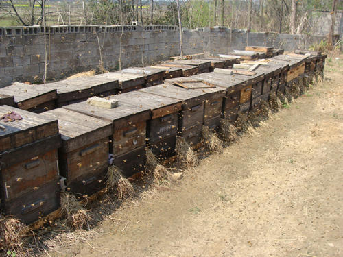 蜜蜂箱附近有螞蟻怎么防治(蜂箱內(nèi)有螞蟻怎么防治) 蜜蜂箱附近有螞蟻怎么防治(蜂箱內(nèi)有螞蟻怎么防治)