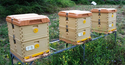 蜜蜂箱附近有螞蟻怎么防治(蜂箱內(nèi)有螞蟻怎么防治) 蜜蜂箱附近有螞蟻怎么防治(蜂箱內(nèi)有螞蟻怎么防治)