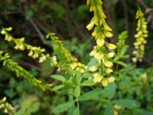 草木犀是蜜源植物嗎(草木犀的花期和常見種類) 草木犀是蜜源植物嗎(草木犀的花期和常見種類)