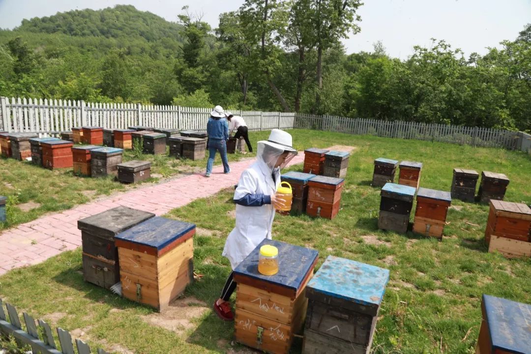 城市可以養(yǎng)蜂么（城市養(yǎng)蜂歸哪個(gè)部門管）