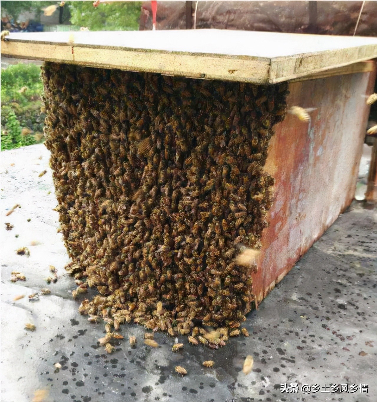 誘蜂技巧和方法（快速簡單又高效的誘蜂技術(shù)和方法）