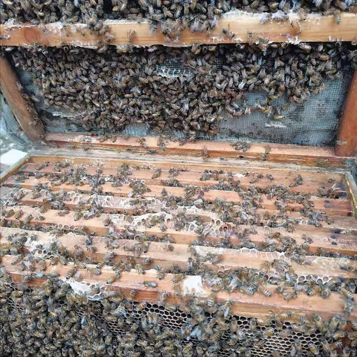 人工分蜂最佳時間及注意事項