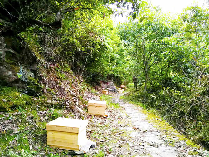 人工分蜂最佳時間及注意事項