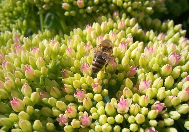 自己能種植的蜜源植物（蜜源植物大全）