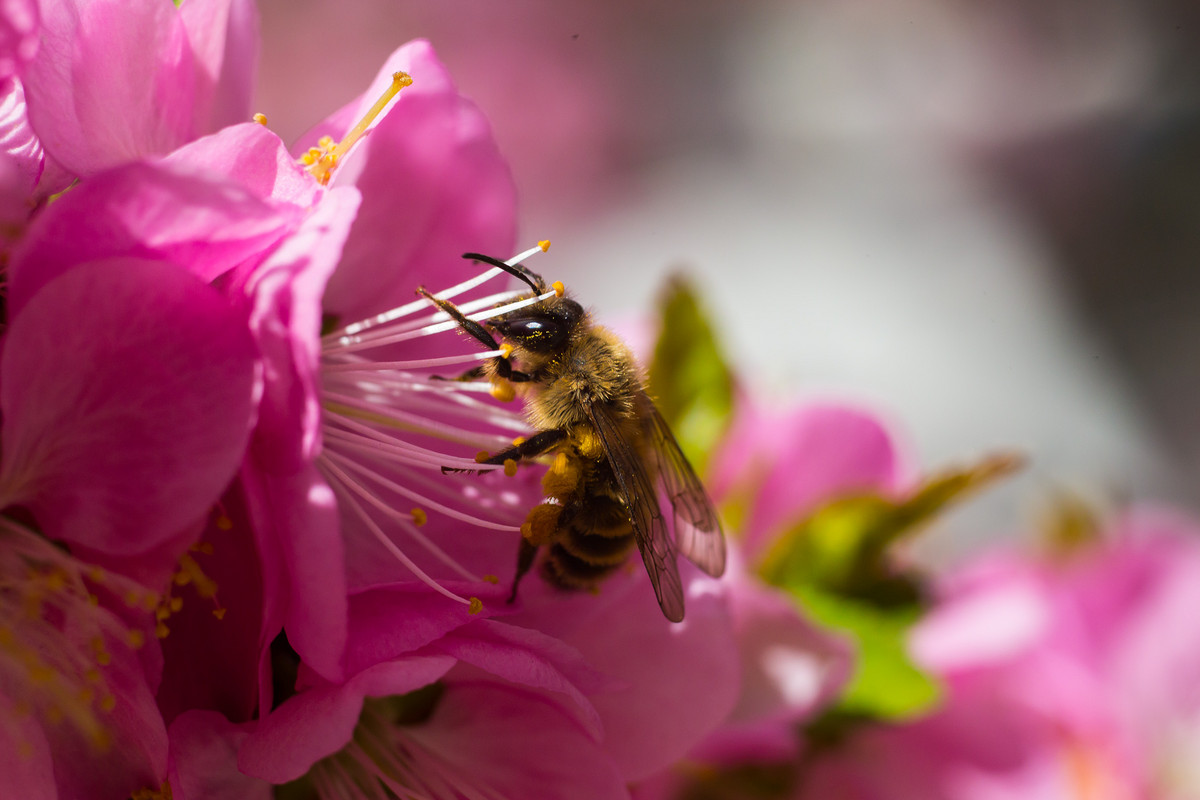 蜜蜂喜歡什么樣的顏色？(蜜蜂會(huì)討厭什么顏色的花)