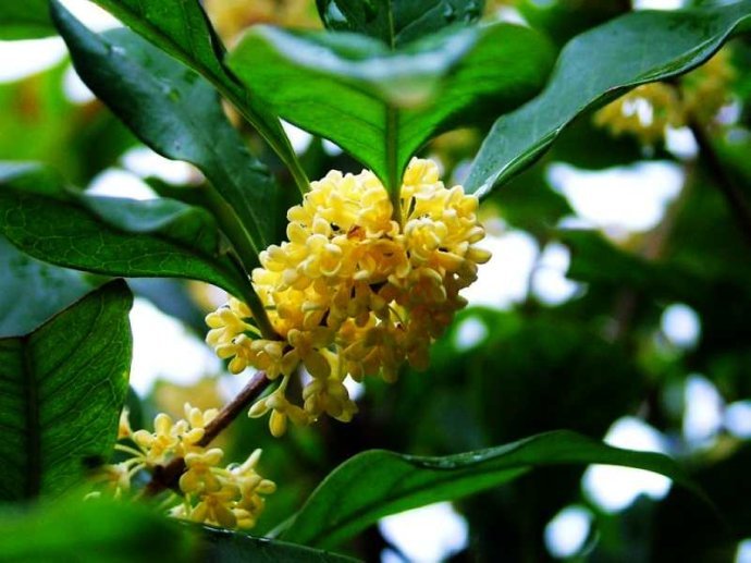 木犀科主要蜜源植物(一文了解木犀科代表植物) 木犀科主要蜜源植物(一文了解木犀科代表植物)