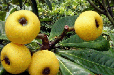 枇杷蜜跟枇杷膏一樣嗎(枇杷蜜和枇杷膏的區(qū)別) 枇杷蜜跟枇杷膏一樣嗎(枇杷蜜和枇杷膏的區(qū)別)