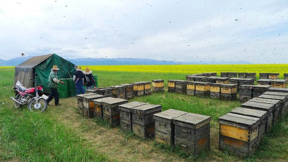 蜂箱木頭味道太大怎么辦？