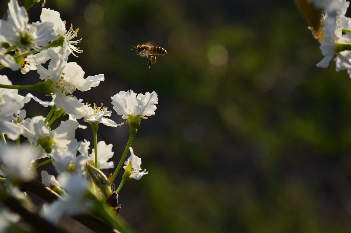 蘋果樹什么時(shí)候開花（北方的重要蜜源植物）