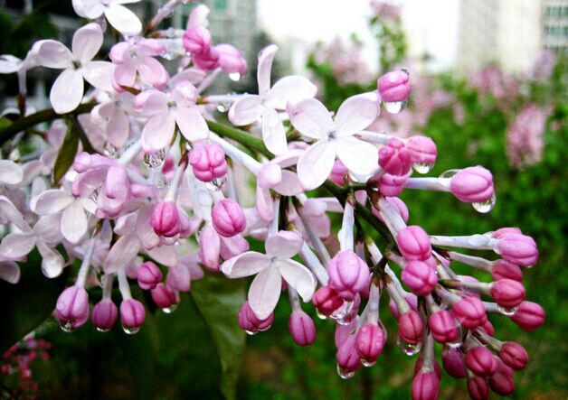 南方什么樹最流蜜？(南方常見的喬木樹蜜源)