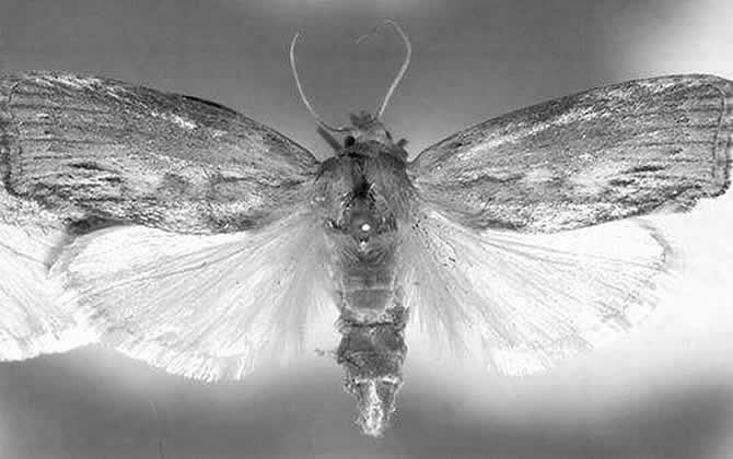 蠟螟誘殺燈怎么制作? 蠟螟誘殺燈