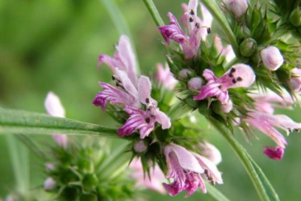 益母草什么時(shí)候開(kāi)花(益母草幾月開(kāi)花幾月份生長(zhǎng)) 益母草什么時(shí)候開(kāi)花(益母草幾月開(kāi)花幾月份生長(zhǎng))