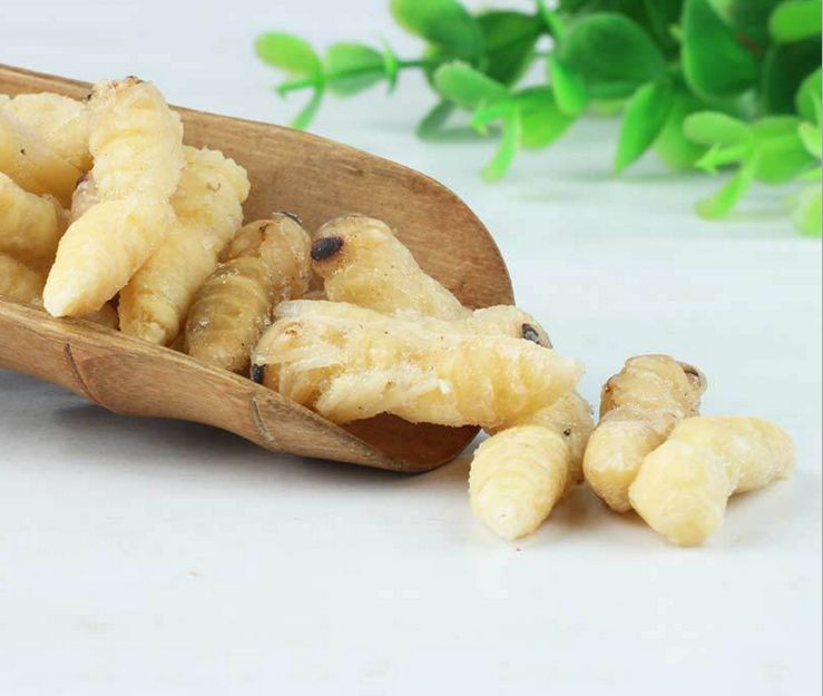 如何區(qū)別蜜蜂蛹和胡蜂蛹？