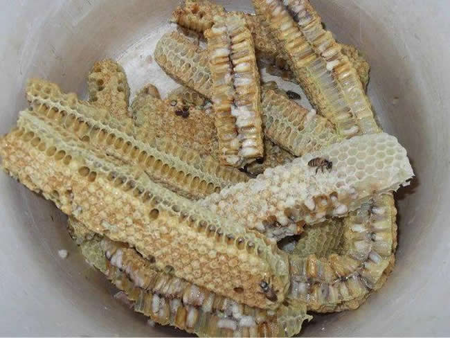 如何區(qū)別蜜蜂蛹和胡蜂蛹？