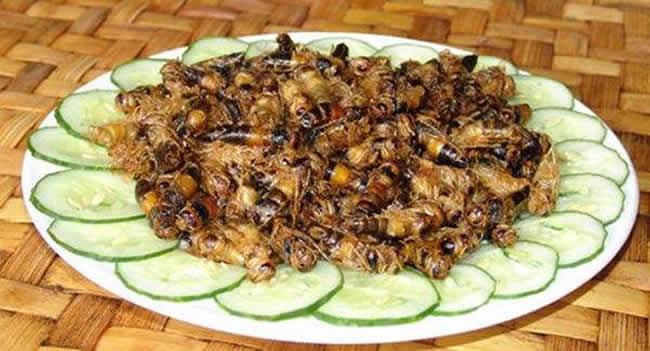 如何區(qū)別蜜蜂蛹和胡蜂蛹？