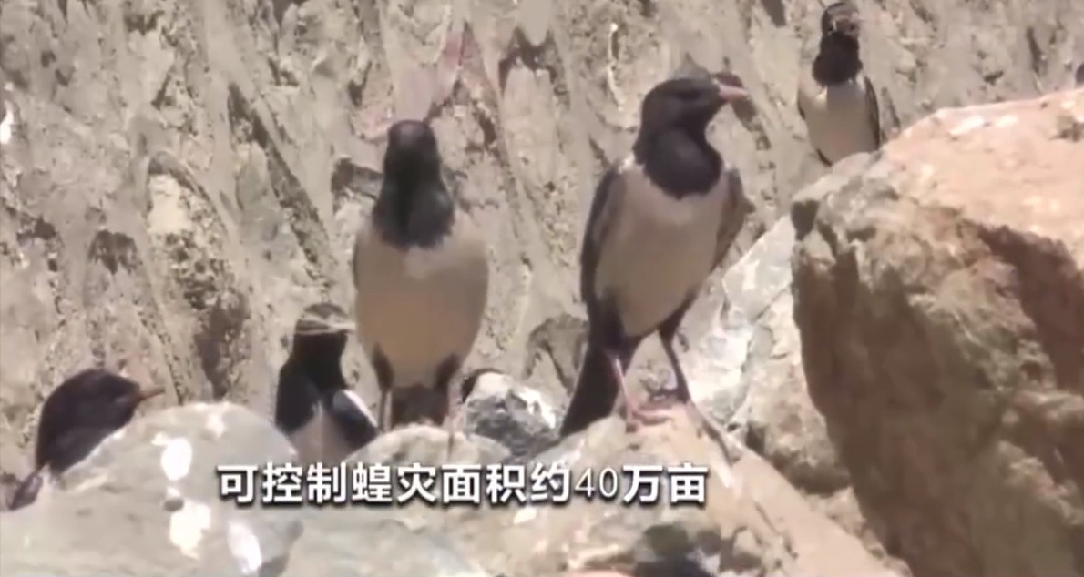 20萬只粉紅椋鳥到達新疆，滅蝗大戰開始，蝗蟲還夠吃嗎
