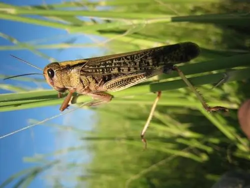 20萬只粉紅椋鳥馳援新疆滅蝗，護40萬畝草場！蝗災到底有多可怕？